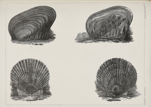 An etching, labeled Conchology Plate III, depicts two large mollusks collected by members of the Perry expedition. They were described and named by physician and conchologist John Clarkson Jay (1808-1891).  Figures 1 and 2 are a freshwater mussel, <i>Dipsas plicatus</i>, accepted name <i>Cristaria plicata</i>, collected at Shanghai.  In describing Figure 2, Jay reports, "pieces of lead [are] inserted under the mantel of the animal; in a short time the leaden ornaments are found covered with pearly matter as seen in the figure." <i>Cristaria plicata</i> is used commercially in the cultured pearl industry.  Figures 3 and 4 are the scallop <i>Pecten yessoensis</i>, accepted name <i>Patino</i> or <i>Mizuhopecten yessoensis</i>, and was collected near Hakodate, Hokkaido (Yesso Island), Japan. 