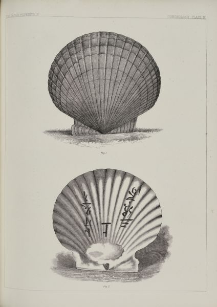 An etching, labeled <i>Conchology Plate IV</i> which depicts the exterior, Figure 1, and interior of the shell of the scallop identified as <i>Pecten yessoensis</i>, current accepted name <i>Patino</i> or <i>Mizuhopecten yessoensis</i>.  There are Japanese characters written on the shell in Figure 2.  The specimen was collected at Hakodate, Hokkaido (Yesso Island) by members of the Perry expedition and was later described and named by physician and conchologist John Clarkson Jay (1808-1891).
