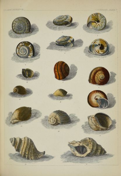 A hand-colored etching of the shells of mollusks collected by members of the Perry expedition, described and named by physician and conchologist John Clarkson Jay (1808-1891). Figures 1 through 6 depict variations of the land snail <i>Helix simodae</i>, accepted name <i>Euhadra peliomphala simodae</i>, collected near Shimoda.  Figures 7, 8 and 9 are also land snails, <i>Helix perryi</i>, accepted name <i>Euhadra quaesita perryi</i>, collected near Yedo (Tokyo). Figures 10, 11 and 12 are the pond snail <i>Lymnea</i> [sic] <i>japonica</i>, accepted name <i> Radix japonica</i>, also collected near Shimoda. Figures 13, 14 and 15 are <i>Bullia perryi</i>, accepted name <i>Volutharpa perryi</i>, and were collected from the Bay of Yedo (Tokyo Bay). Figures 16 and 17 depict <i>Purpura sepentrionalis</i>, accepted name <i>Nucella lamellosa</i>. Jay expressed doubt that this specimen was collected near Japan, as its usual range is in the northeaster Pacific from the Bering Strait to California.