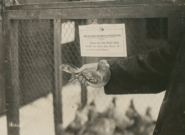 Outdoor photograph of a man's arm and hand holding a military homing pigeon. A sign on the cage in the background reads: "Military Homing Pigeons. These are the birds that work to save the lives of our boys in France."