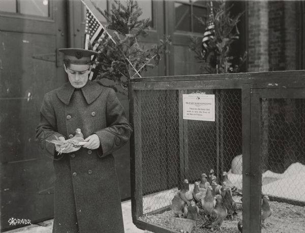 Outdoor photograph of a man holding a military homing pigeon in on hand, and a rolled up piece of paper in the other. There is a group of pigeons inside a cage nearby, and a sign on the front of it reads: "Military Homing Pigeons. These are the birds that work to save the lives of our boys in France."