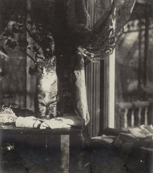 A kitten enjoying the sunlight while sitting on a piece of fabric on a table near a window. There is a pincushion on the table, a lace curtain in the window and the outline of a houseplant behind the kitten. A porch balustrade and spandrel are visible through the window.