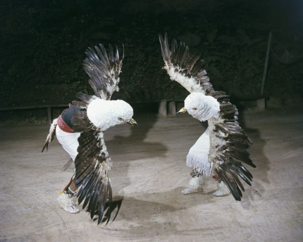 Two men are dressed in eagle costumes while performing the Eagle Dance. The eagle costumes have feathered tails, wings, and heads with beaks.  