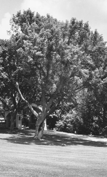 A specimen of <i>Acer negundo</i> judged in 1979 to be the largest known example in Wisconsin. The tree is standing on a lawn at Green Gables, part of the former Wrigley Estate in Lake Geneva. The gatehouse and drive are in the background.