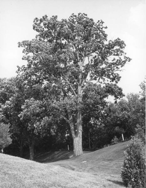 A specimen of <i>Carya ovata</i> judged in 1979 to be the largest example of the species in Wisconsin. The tree stands on the Blackhawk Country Club golf course in Madison. There is a stone with a plaque at the base of the tree, and an irrigation sprinkler head in the lawn in front of it.