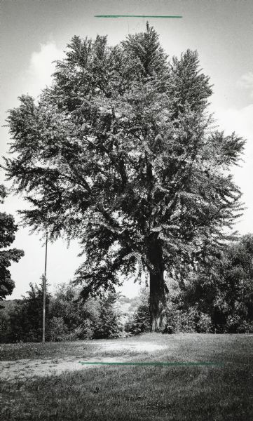 A specimen of <i>Ginkgo biloba</i> judged to be the largest example of the species in Wisconsin in 1979. It was located at Covenant Harbor Camp at Lake Geneva. The tree is standing at the edge of a lawn, and there is a flagpole on the left.  