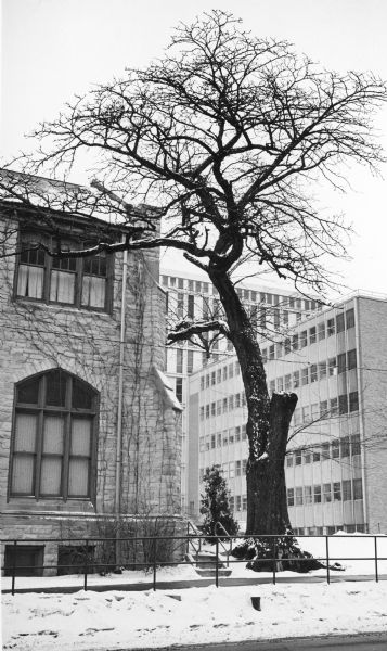 A winter view of a specimen of <i>Gleditsia triacanthos inermis</i>, judged to be the largest of its type in Wisconsin. The tree is standing next to the stone facade of the University United Methodist Church. The tree has lost one of its two main branches. In the background are modern buildings on the University of Wisconsin-Madison campus.