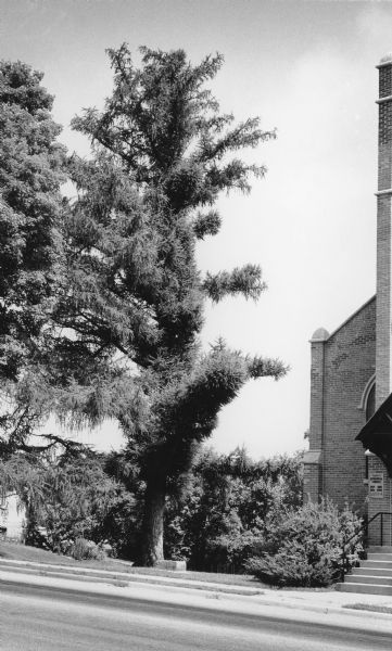 A specimen of <i>Larix decidua</i>, judged to be the largest of its type in Wisconsin, standing next to Trinity Episcopal Church.  