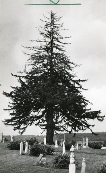 A specimen of <i>Picea abies</i>, judged to be the largest of its type in Wisconsin, standing in Basswood Cemetery. Peony bushes are planted among the headstones.