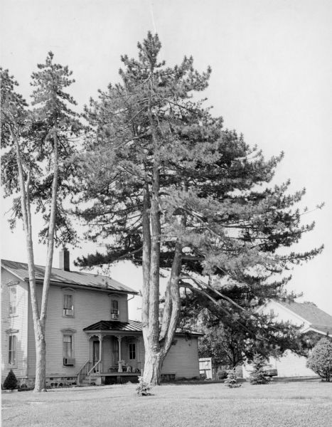 A specimen of <i>Pinus nigra</i>, judged to be the second largest of its type in Wisconsin, standing beside a house at 302 N. Wisconsin Street. Three young conifer trees have been planted in the lawn.