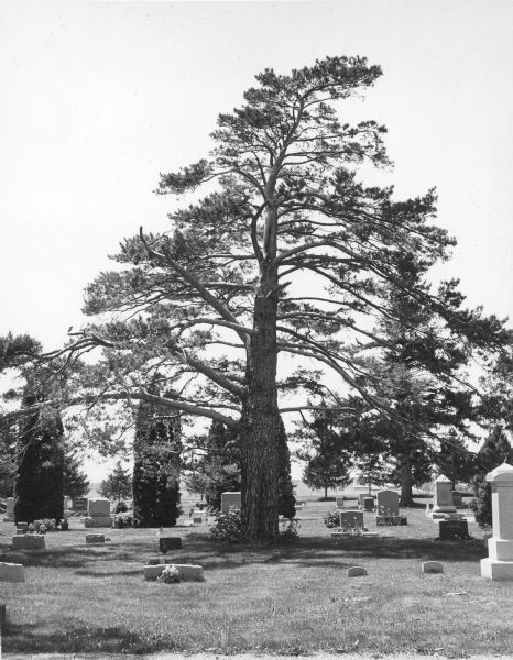 A specimen of <i>Pinus sylvestris</i>, judged to be the largest of its type in Wisconsin, standing in the Cooksville Cemetery. Smaller trees and other flowers are growing among the headstones.
