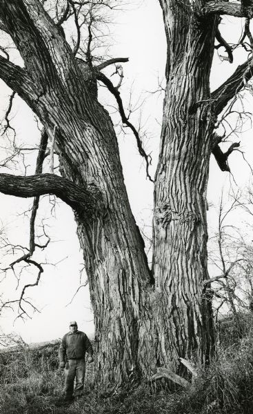 An unidentified man, with jacket, hat and gloves, is dwarfed by the forked trunk of a specimen of <i>Populus deltoides</i>, judged in 1976 to be the largest of its type in Wisconsin. The tree grew on the J.P. Crombie farm north of Columbus.