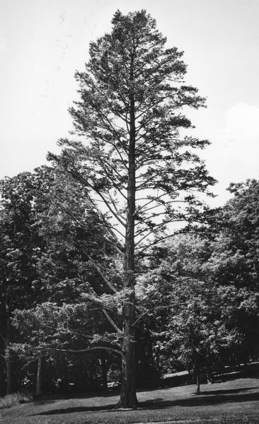 A specimen of <i>Pseudotsuga menziesii</i> standing tall against a backdrop of shorter deciduous trees on the Green Gables Estate. It was judged to be the largest tree of its type in Wisconsin.