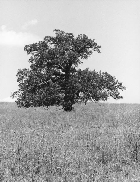 A specimen of <i>Quercus alba</i>, judged to be the largest of its species in Wisconsin, standing alone in a pasture on a sunny summer day.  