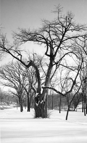 A specimen of <i>Tilia americana</i> (Linden), judged in 1975 to be the largest of its species in Wisconsin, standing in a snowy landscape with smaller trees in the background.