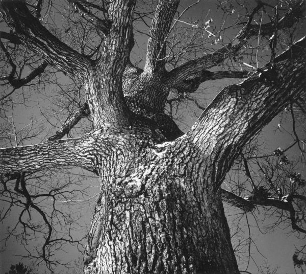 A cropped view of a tree, looking upward, accentuates the pattern and texture of the bark as the branches extend outward. There is a light dusting of snow on the tree. 