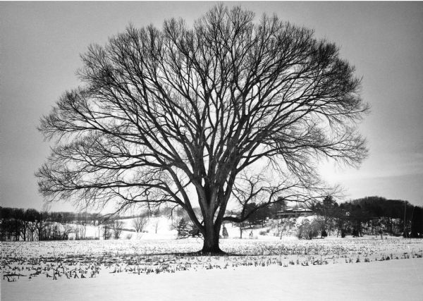 A large American elm, <i>Ulmus americana</i>, standing amid the snow covered stubble in a cornfield. Taliesin, the home of architect Frank Lloyd Wright, is in the background on the right.