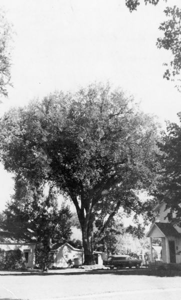 An elm growing on the property of C.H. Weller, on West Highland Street, towers over the adjacent houses. In 1952, the circumference of the tree's trunk was 17 feet 6 inches, and it was judged to be the sixth largest specimen of <i> Ulmus americana</i> in Wisconsin.