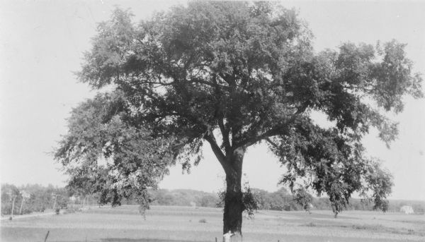 A man is posing with his left hand resting on the trunk of the General Grant Giant Elm, S.E. of intersection of Green Bay and Good Hope Roads. At site of Post Village Stage Relay Station, Green Bay-Milwaukee-Chicago Post Mail route. There are utility poles along a road on the left.