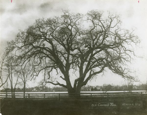 A giant specimen of <i>Ulmus americana</i>, captioned "Old Council Tree," standing along the Fox river. Houses are along the far shoreline; a wooden fence crosses the foreground.