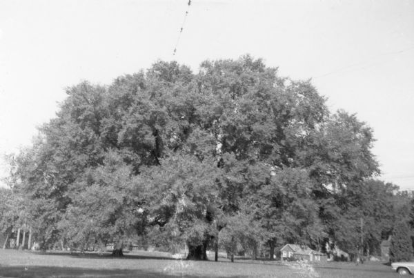 A spreading specimen of <i>Ulmus rubra</i> dwarfs a small house in the background. This tree, with a trunk circumference of 16 feet 5 inches, was the subject of a campaign by the Federated Women's Club of River Falls, also known as the Tuesday Club, to "acquaint the community with the problems of Dutch elm disease." Unfortunately, the tree died from the disease. 