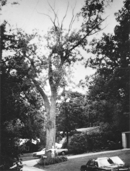 View down hill towards a woman standing with her arms outstretched and with her back against the trunk of a tall red oak near Lake Mendota. A car is sitting on the driveway behind the tree, and another is in the foreground. Houses are in the background. A bronze plaque mounted on a granite boulder near the tree commemorates the "Site of the Rowan-St Cyr fur-trade post, 1832-1837."