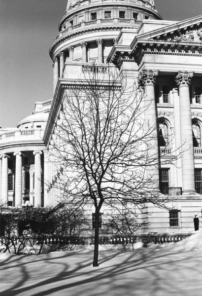 A well-shaped hickory on the Wisconsin capitol grounds in winter,  against the backdrop of the capitol building. The tree, estimated to be about forty to fifty years old at the time, is somewhat small because it was shaded for years by large elms. Although the history is unsubstantiated, the tree is thought to have been planted during one of Philip La Follette's three, two-year terms as governor. 