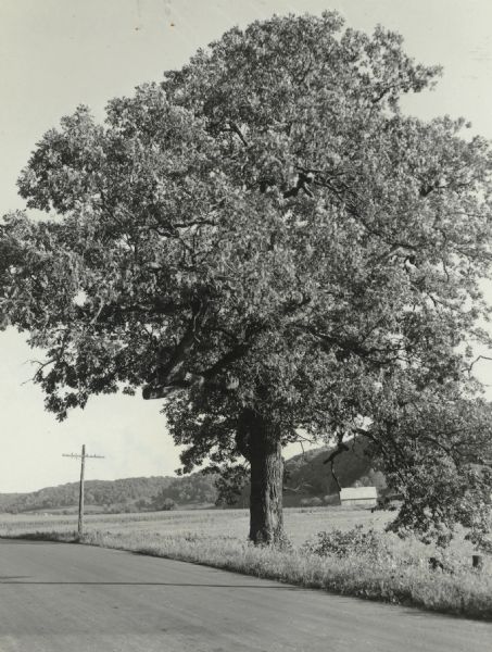 A very large white oak tree standing along County Trunk Highway S dwarfs a utility pole nearby. There is a barn across a field in the far background. The tree is on land once owned by Charles K. Dean, the founder of Boscobel.