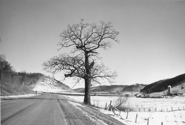A large white oak in a snowy landscape along County Trunk Highway S.  The tree is asymmetrical, missing portions of several major limbs. There is a silo and farm buildings in the background on the right near tree-covered hills. The tree is on land once owned by Charles K. Dean, founder of the city of Boscobel.