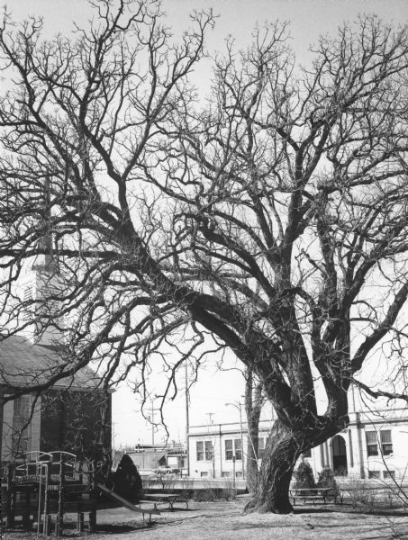 A large bur oak with a notably crooked trunk standing next to the Congregational Church on Milwaukee Avenue. There are picnic tables under the tree and playground equipment on the left. The headquarters building of the W.D. Hoard Company is in the background.