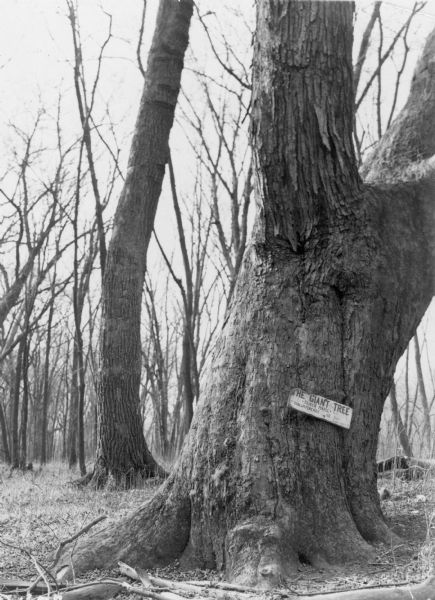 A sign that reads: "The Giant Tree" has been attached to the bent trunk of a large silver maple tree. A smaller tree in the background has a similarly bent trunk. Both stood at Signal Point in Wyalusing State Park.