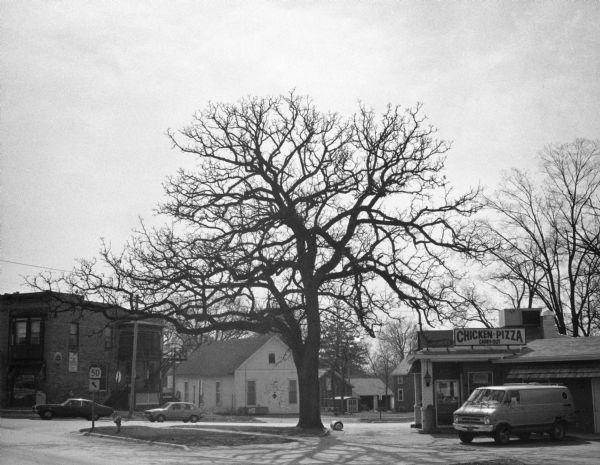 A large, spreading bur oak is standing near the intersection of South Seventh and Washington Streets in front of a small restaurant. A van is parked in front of the restaurant building which has a sign on the roof advertising chicken and pizza. The landmark tree served as a mustering location for civil war volunteers. It was still standing in autumn, 2015.
