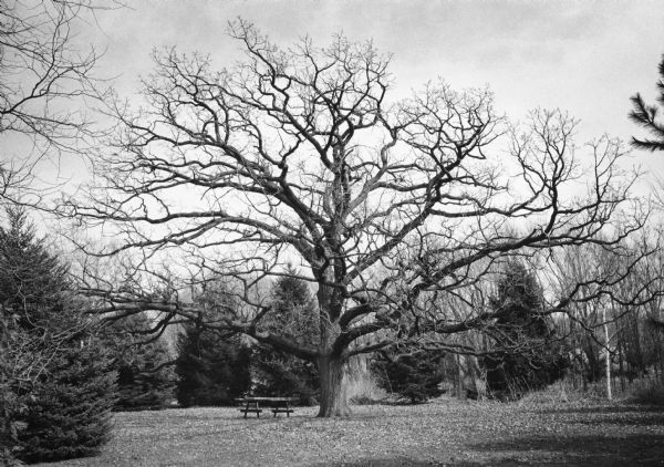 An enormous, nearly symmetrical spreading bur oak tree towering over a picnic table and a row of conifers. Samuel Faulkner Phoenix, the founder of Delavan, reported in his diary that he slept under this tree on July 2, 1836. Soon thereafter, he established a sawmill nearby on Lake Delavan. The tree was estimated to be over 400 years old in 1982.