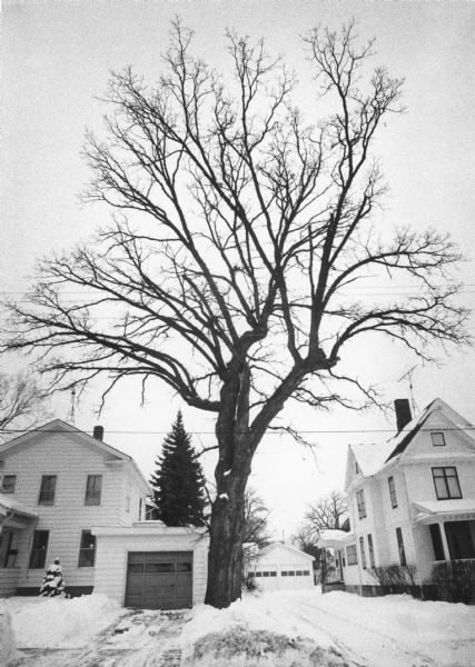 A tall bur oak at the corner of Ransom and West Thorne Streets dwarfs adjacent houses and their garages. The tree is bare and there is snow on the ground. The tree served as a marker or signal tree on the Butte des Morts Trail. At the time the photograph was taken, the tree measured more than 12 feet in circumference and was estimated to be over 200 years old.