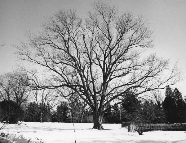 A large maple standing on the Jones Dairy Farm. It was planted by Icabod Cole, the father of Mrs. Milo (Mary Frances Cole) Jones. There is snow on the ground and snow fencing is on the right.