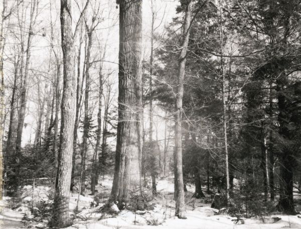 The tall, straight trunk of a large white oak dwarfs others around it on land homesteaded by (Carl) Albert Meier in 1883. At the time of the photograph, the tree was estimated to be over 300 years old.