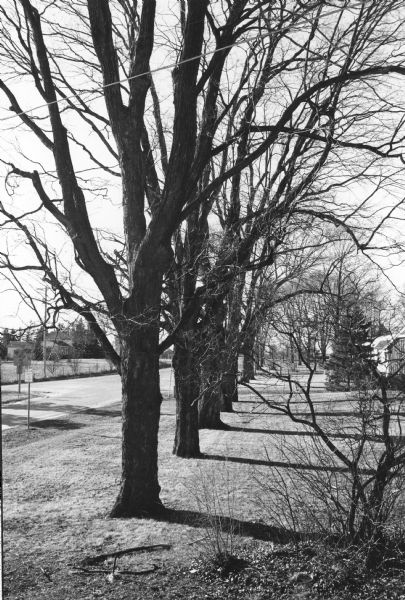 A row of mature maples standing along Highway 12. They were planted by Rufus Dodge, one of the early settlers of Fort Atkinson.