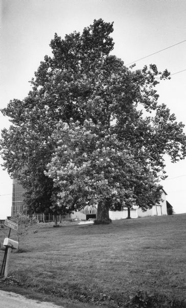 A mature sycamore tree standing in front of farm buildings and a silo. There is a mailbox and fire number sign at the edge of a road in the foreground. The tree was brought to Wisconsin from Ohio by Joseph Crain Orr at the end of the Civil War and planted in memory of his son, who died from wounds suffered in the war.  