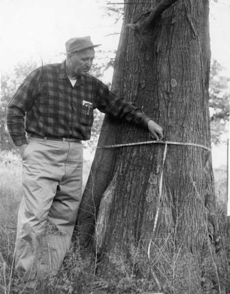 Noted Kenosha County "citizen conservationist" and environmentalist Phil H. Sander (1906-2006) holding a tape measure around the trunk of the Rhodesdale bald cypress in Kenosha County. The tree was transplanted from Louisiana in the mid 1800's by John Rhodes. The Rhodes farm is now part of the Richard Bong State Recreation Area.