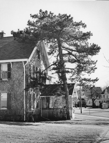 A tall pine shading the front of the two-story brick house built by Rufus White in 1864. The tree was probably planted around the same time. Frank Hoard was the second owner of the house which is now part of the Hoard Historical Museum. The tree is no longer standing.