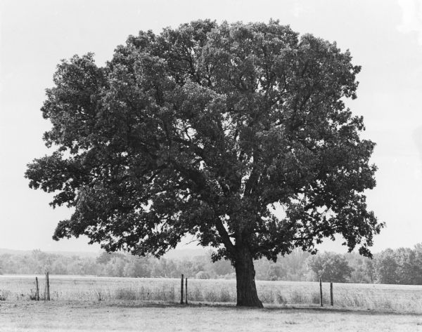 A mature, dense bur oak standing within a small fenced plot surrounded by a field. There is a wooded area in the background. This tree marked the half-way point between Lake Michigan and the Mississippi River on a trail used by Native Americans from before European settlement until the late nineteenth century. The tree was still standing as of August, 2013.