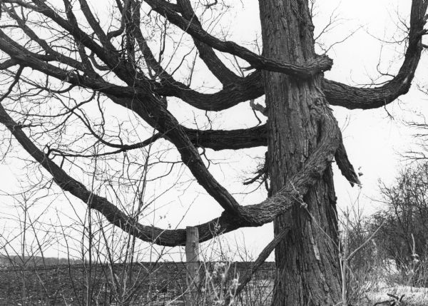 Two large branches of a bur oak near the Horicon Marsh, twisted to point in the same direction, show evidence of human manipulation at the time the tree was young and pliable. Native Americans altered trees in this manner to mark trails or other important locations. 