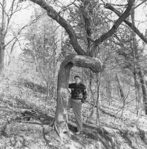 Phil Sander (1906-2006), noted Kenosha conservationist and environmentalist, posing next to a "trail tree" which has two right-angled curves in its trunk. Prior to European settlement, Native Americans used various methods to train young, pliable trees into such shapes to mark trails or other important locations.