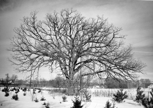A very large, spreading bur oak standing in a snow-covered field.  There are small conifers planted in the foreground. The oak bears the name of a Ho-Chunk chief; Token Creek and the unincorporated village nearby may have also been named for him.  