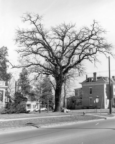 View across street towards a very tall bur oak towering over nearby houses at the corner of Main and Franklin Streets. There is a small monument at its base. The tree served as the fixed point from which surveyors platted the village of Whitewater. Although several large limbs had been removed, the tree was still standing in 2012.  
