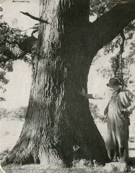An unidentified man, probably H.M. Phelps, posing with his right hand resting on the massive trunk of a bur oak which grew on the Phelps farm three miles west of Fox Lake. When officially recorded by Walter Scott of the Wisconsin Conservation Department, the tree measured 14 feet in circumference, stood 88 feet tall, and had a spread of 108 feet. The tree was toppled in a wind storm September 11, 1964.  