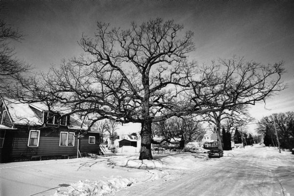 A grand white oak standing at the northwest corner of Pine and Hickory Streets. The tree dwarfs the house on the left and branches extend completely across Hickory Street on the right. The tree was still standing in autumn, 2016.