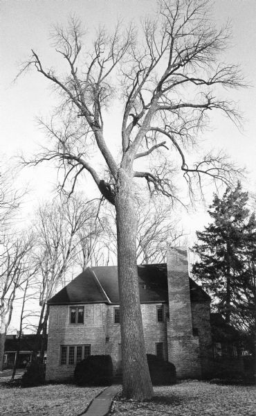 A towering white ash, devoid of leaves, standing along the sidewalk in front of a two-story brick Norman revival house with a large chimney.  There is a dusting of snow on the ground. The ash was the champion specimen of <i>Fraxinus americana</i> in Wisconsin until toppled by a windstorm in 1981. The tree was 79 feet tall and had a spread of 80 feet. Its trunk was 13 feet in circumference.