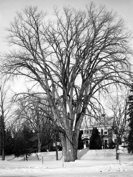 A large, nearly symmetrical cottonwood standing on the front lawn of a granite-clad colonial revival house on Underwood Avenue (Highway 23). A small sign attached to the trunk of the tree describes it as Wisconsin's largest tree, a distinction it held in the 1970s. There are numerous other trees on the snow-covered lawn. Several large branches of the cottonwood have been lost to high winds in the decades since this image was created.  