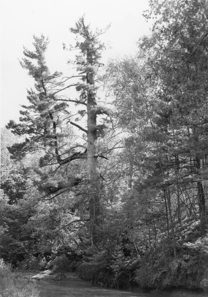 A tall white pine standing along Lowe's Creek south of Eau Claire. The top of the main trunk has been broken off and a secondary leader has grown from a horizontal limb midway up the trunk on the left. In 1950 the trunk was nearly 14 feet in circumference. The tree is thought to have been a remnant of virgin pine forest.  